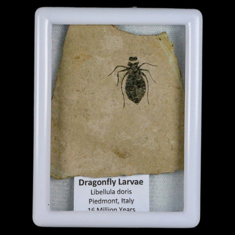 0.7" Dragonfly Larvae Fossil Libellula Doris Plate Upper Miocene Piemont Italy Display - Fossil Age Minerals