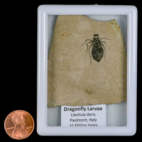 0.7" Dragonfly Larvae Fossil Libellula Doris Plate Upper Miocene Piemont Italy Display - Fossil Age Minerals