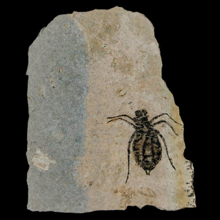 0.7" Dragonfly Larvae Fossil Libellula Doris Plate Upper Miocene Piemont Italy Display