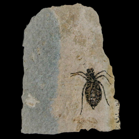 0.7" Dragonfly Larvae Fossil Libellula Doris Plate Upper Miocene Piemont Italy Display - Fossil Age Minerals