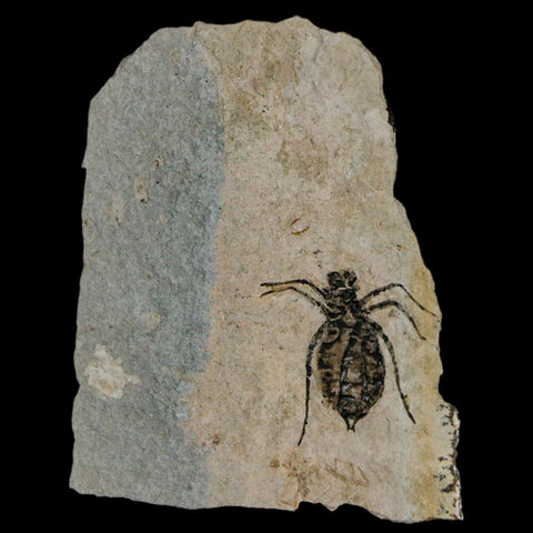 0.7" Dragonfly Larvae Fossil Libellula Doris Plate Upper Miocene Piemont Italy Display - Fossil Age Minerals