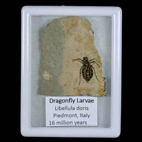 0.7" Dragonfly Larvae Fossil Libellula Doris Plate Upper Miocene Piemont Italy Display - Fossil Age Minerals