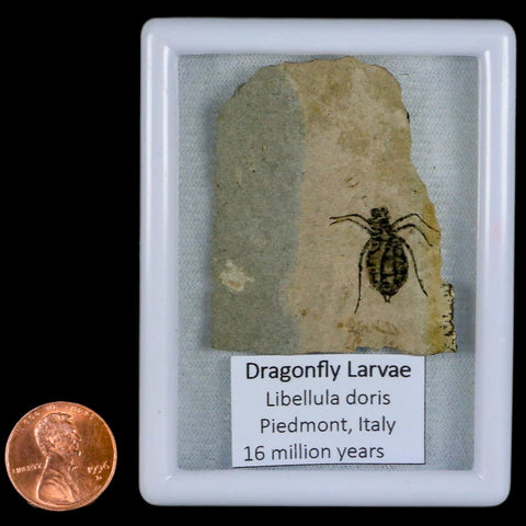 0.7" Dragonfly Larvae Fossil Libellula Doris Plate Upper Miocene Piemont Italy Display - Fossil Age Minerals