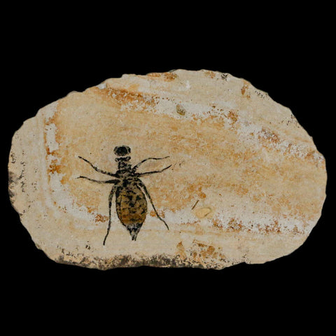 0.7" Dragonfly Larvae Fossil Libellula Doris Plate Upper Miocene Piemont Italy Display - Fossil Age Minerals