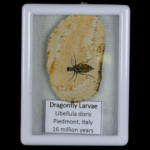 0.7" Dragonfly Larvae Fossil Libellula Doris Plate Upper Miocene Piemont Italy Display - Fossil Age Minerals