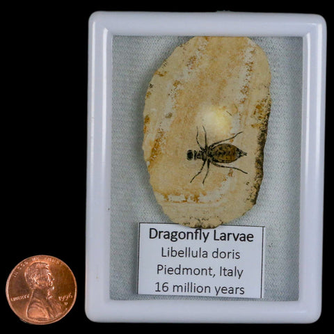 0.7" Dragonfly Larvae Fossil Libellula Doris Plate Upper Miocene Piemont Italy Display - Fossil Age Minerals