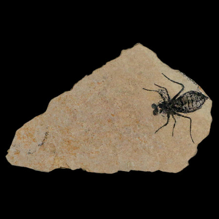 0.9" Dragonfly Larvae Fossil Libellula Doris Plate Upper Miocene Piemont Italy Display