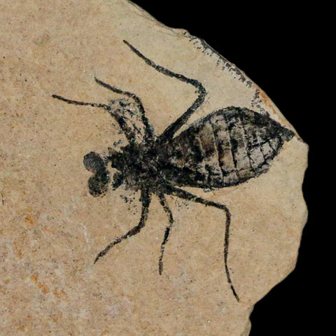 0.9" Dragonfly Larvae Fossil Libellula Doris Plate Upper Miocene Piemont Italy Display - Fossil Age Minerals