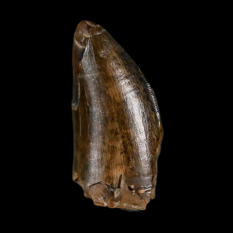 1.3" Tyrannosaurus Rex Fossil Tooth Section Lance Creek Cretaceous Dinosaur WY COA - Fossil Age Minerals