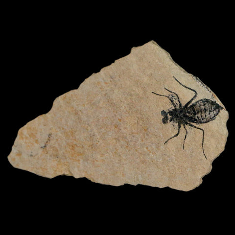 0.9" Dragonfly Larvae Fossil Libellula Doris Plate Upper Miocene Piemont Italy Display - Fossil Age Minerals