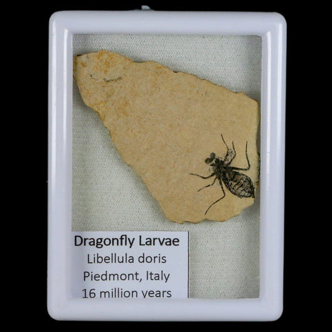 0.9" Dragonfly Larvae Fossil Libellula Doris Plate Upper Miocene Piemont Italy Display - Fossil Age Minerals