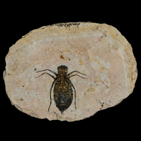 0.9" Dragonfly Larvae Fossil Libellula Doris Plate Upper Miocene Piemont Italy Display - Fossil Age Minerals