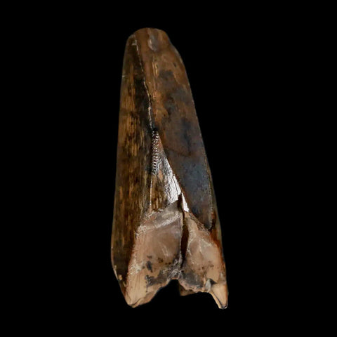 1.3" Tyrannosaurus Rex Fossil Tooth Section Lance Creek Cretaceous Dinosaur WY COA - Fossil Age Minerals