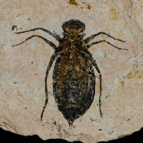 0.9" Dragonfly Larvae Fossil Libellula Doris Plate Upper Miocene Piemont Italy Display - Fossil Age Minerals