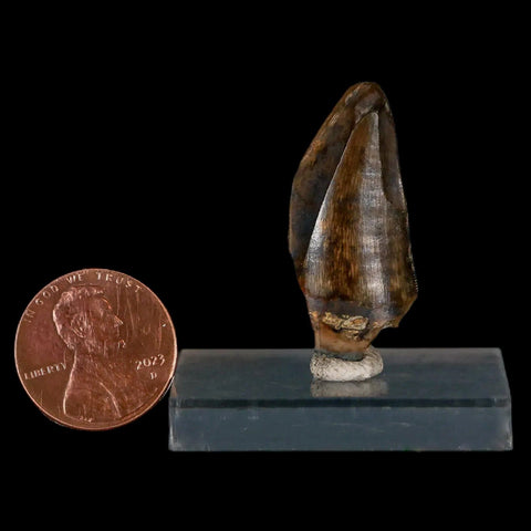 1.3" Tyrannosaurus Rex Fossil Tooth Section Lance Creek Cretaceous Dinosaur WY COA - Fossil Age Minerals