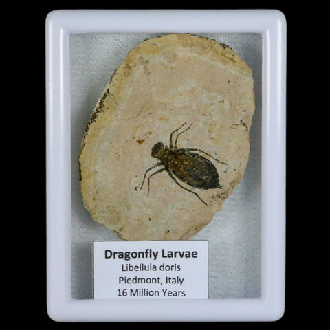 0.9" Dragonfly Larvae Fossil Libellula Doris Plate Upper Miocene Piemont Italy Display - Fossil Age Minerals