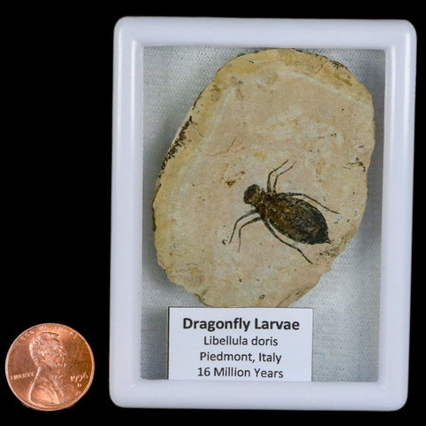 0.9" Dragonfly Larvae Fossil Libellula Doris Plate Upper Miocene Piemont Italy Display - Fossil Age Minerals