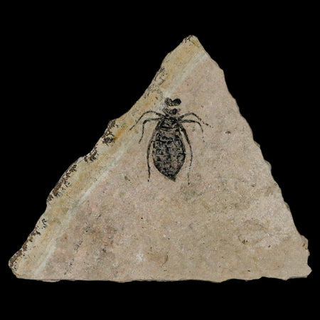 0.7" Dragonfly Larvae Fossil Libellula Doris Plate Upper Miocene Piemont Italy Display