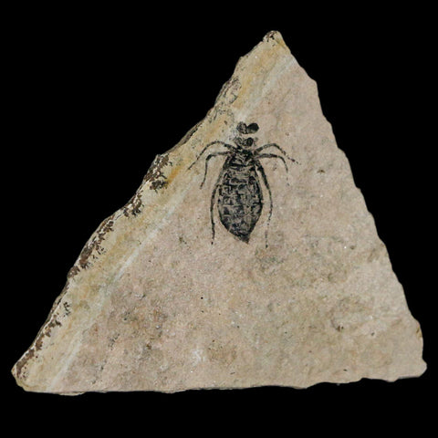 0.7" Dragonfly Larvae Fossil Libellula Doris Plate Upper Miocene Piemont Italy Display - Fossil Age Minerals