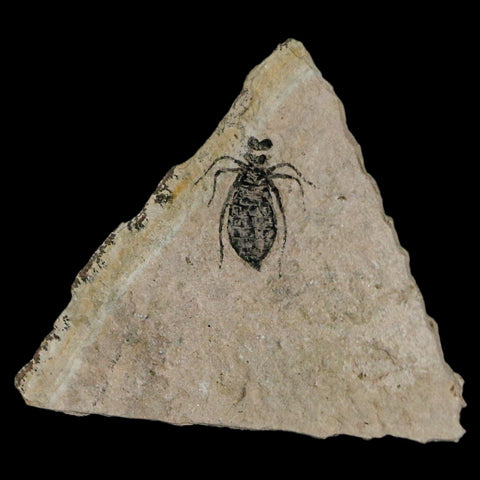 0.7" Dragonfly Larvae Fossil Libellula Doris Plate Upper Miocene Piemont Italy Display - Fossil Age Minerals