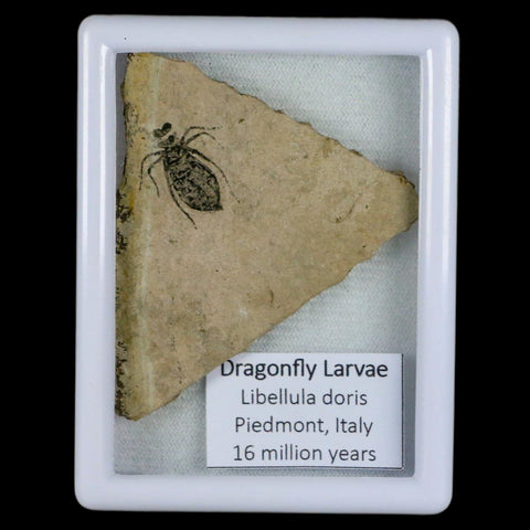 0.7" Dragonfly Larvae Fossil Libellula Doris Plate Upper Miocene Piemont Italy Display - Fossil Age Minerals