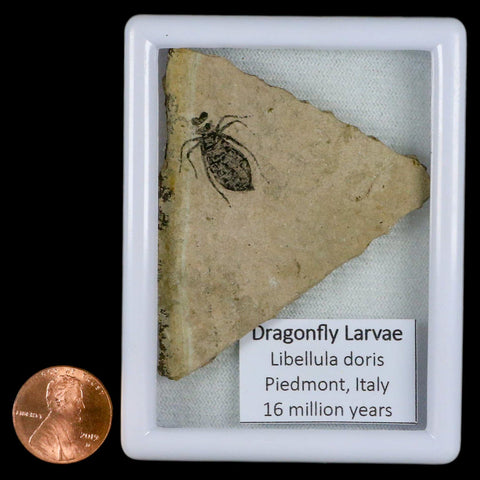 0.7" Dragonfly Larvae Fossil Libellula Doris Plate Upper Miocene Piemont Italy Display - Fossil Age Minerals