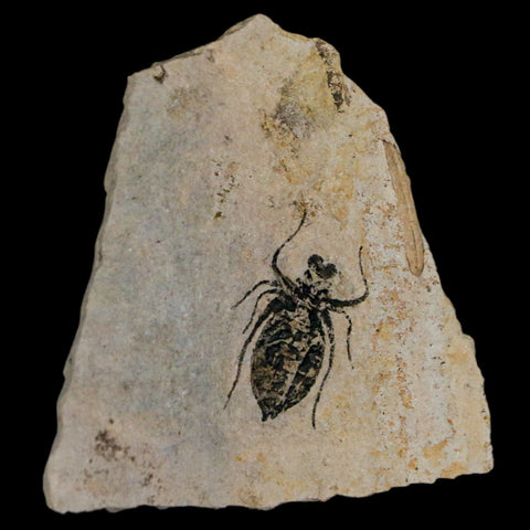 0.8" Dragonfly Larvae Fossil Libellula Doris Plate Upper Miocene Piemont Italy Display - Fossil Age Minerals