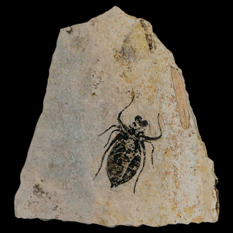 0.8" Dragonfly Larvae Fossil Libellula Doris Plate Upper Miocene Piemont Italy Display - Fossil Age Minerals