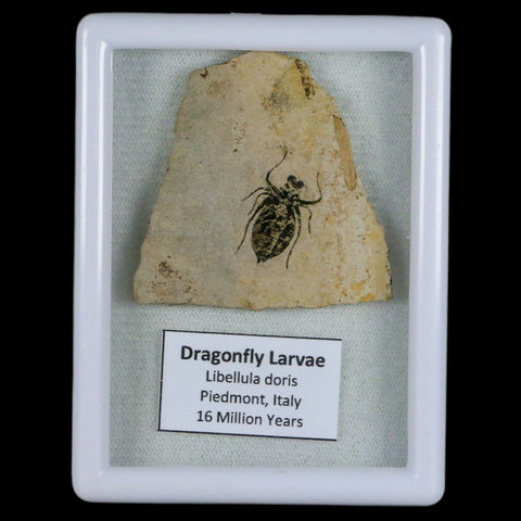 0.8" Dragonfly Larvae Fossil Libellula Doris Plate Upper Miocene Piemont Italy Display - Fossil Age Minerals