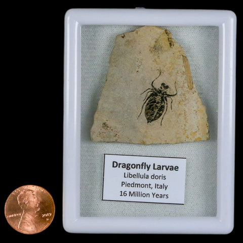 0.8" Dragonfly Larvae Fossil Libellula Doris Plate Upper Miocene Piemont Italy Display - Fossil Age Minerals