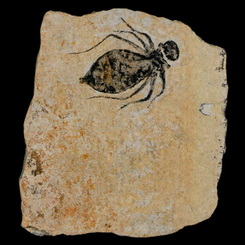 0.7" Dragonfly Larvae Fossil Libellula Doris Plate Upper Miocene Piemont Italy Display - Fossil Age Minerals