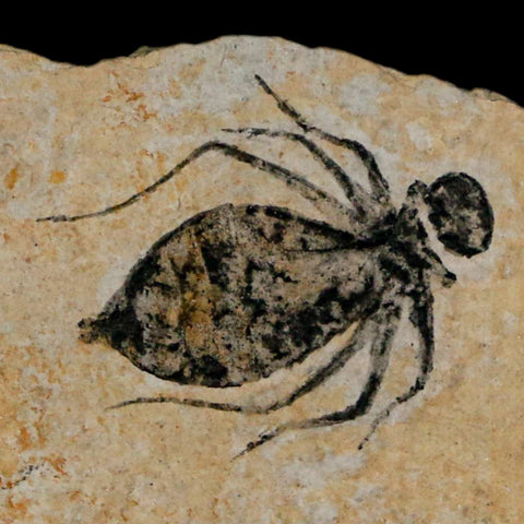 0.7" Dragonfly Larvae Fossil Libellula Doris Plate Upper Miocene Piemont Italy Display - Fossil Age Minerals