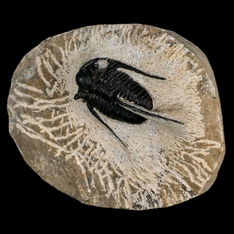 1.5" Cyphaspis Otarion Spiny Trilobite Fossil Devonian Age 400 Mil Yrs Old COA - Fossil Age Minerals