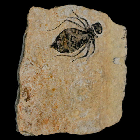 0.7" Dragonfly Larvae Fossil Libellula Doris Plate Upper Miocene Piemont Italy Display - Fossil Age Minerals