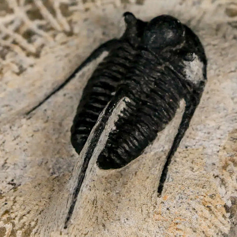 1.5" Cyphaspis Otarion Spiny Trilobite Fossil Devonian Age 400 Mil Yrs Old COA - Fossil Age Minerals