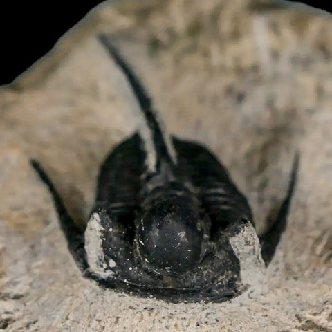 1.5" Cyphaspis Otarion Spiny Trilobite Fossil Devonian Age 400 Mil Yrs Old COA - Fossil Age Minerals