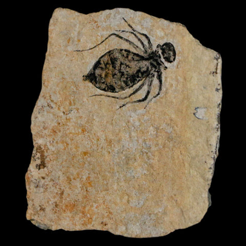 0.7" Dragonfly Larvae Fossil Libellula Doris Plate Upper Miocene Piemont Italy Display - Fossil Age Minerals