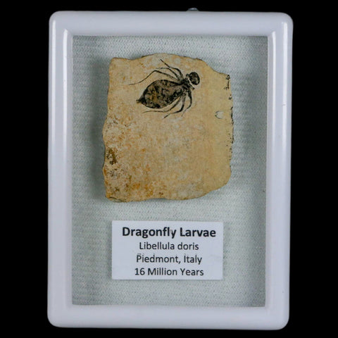 0.7" Dragonfly Larvae Fossil Libellula Doris Plate Upper Miocene Piemont Italy Display - Fossil Age Minerals