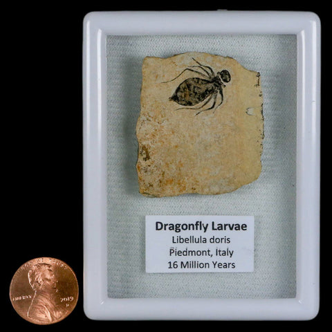 0.7" Dragonfly Larvae Fossil Libellula Doris Plate Upper Miocene Piemont Italy Display - Fossil Age Minerals