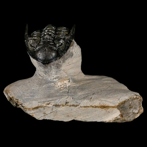 1.6" Metacanthina Issoumourensis Trilobite Fossil Devonian Age 400 Mil Yrs Old COA - Fossil Age Minerals