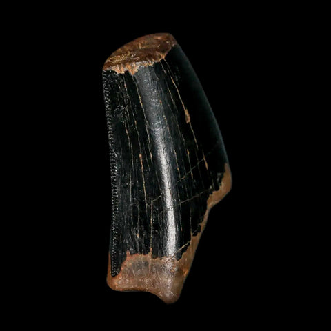 1" Tyrannosaurus Rex Fossil Tooth Section Lance Creek Cretaceous Dinosaur WY COA - Fossil Age Minerals