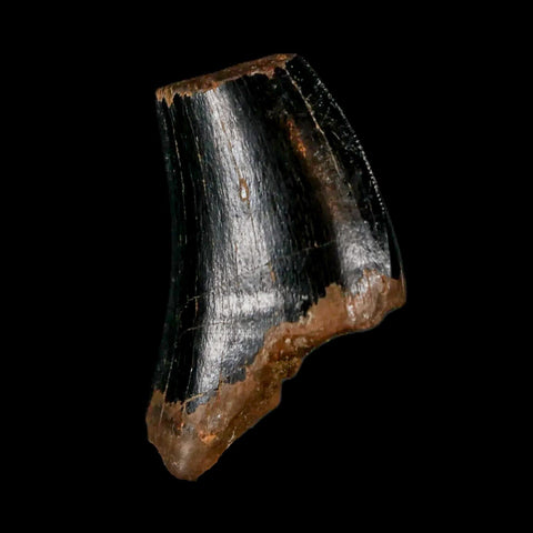 1" Tyrannosaurus Rex Fossil Tooth Section Lance Creek Cretaceous Dinosaur WY COA - Fossil Age Minerals