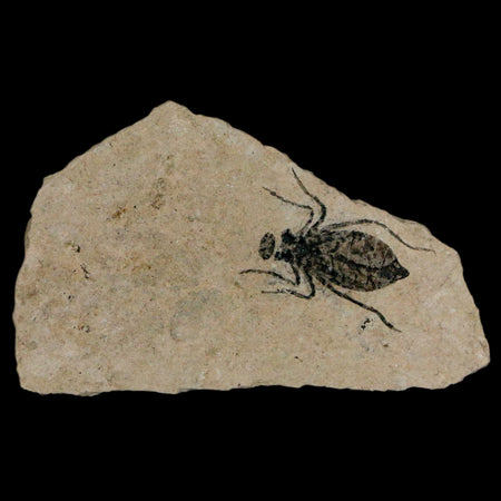 0.7" Dragonfly Larvae Fossil Libellula Doris Plate Upper Miocene Piemont Italy Display