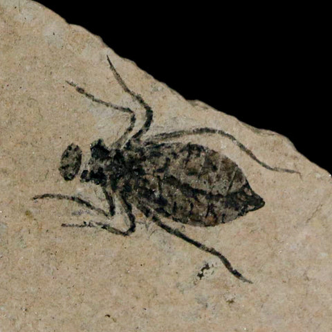 0.7" Dragonfly Larvae Fossil Libellula Doris Plate Upper Miocene Piemont Italy Display - Fossil Age Minerals