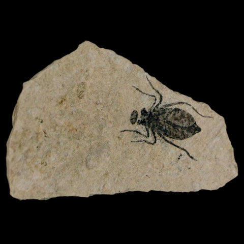 0.7" Dragonfly Larvae Fossil Libellula Doris Plate Upper Miocene Piemont Italy Display - Fossil Age Minerals