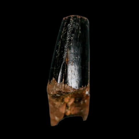 1" Tyrannosaurus Rex Fossil Tooth Section Lance Creek Cretaceous Dinosaur WY COA - Fossil Age Minerals