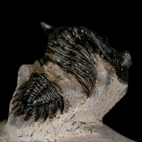 1.6" Metacanthina Issoumourensis Trilobite Fossil Devonian Age 400 Mil Yrs Old COA - Fossil Age Minerals