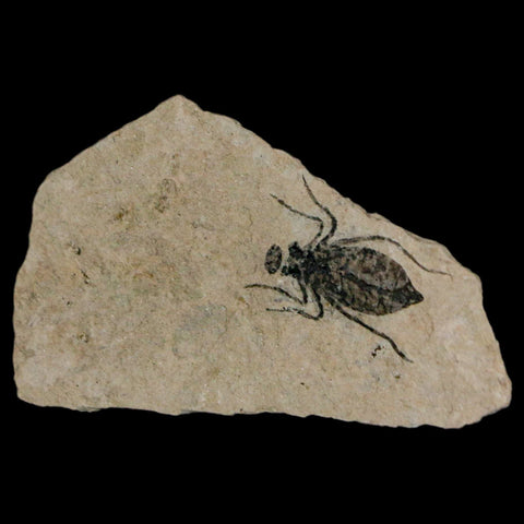 0.7" Dragonfly Larvae Fossil Libellula Doris Plate Upper Miocene Piemont Italy Display - Fossil Age Minerals