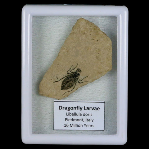 0.7" Dragonfly Larvae Fossil Libellula Doris Plate Upper Miocene Piemont Italy Display - Fossil Age Minerals