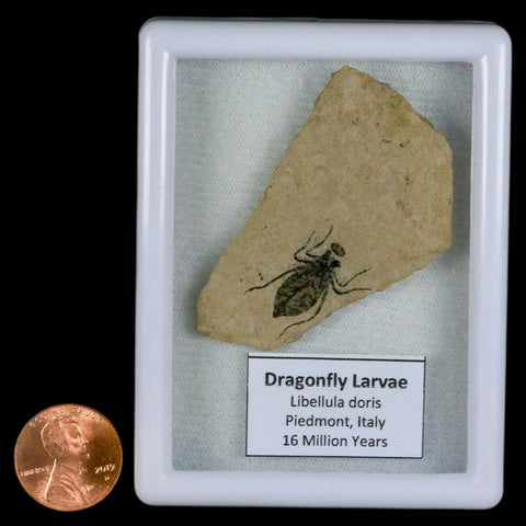 0.7" Dragonfly Larvae Fossil Libellula Doris Plate Upper Miocene Piemont Italy Display - Fossil Age Minerals